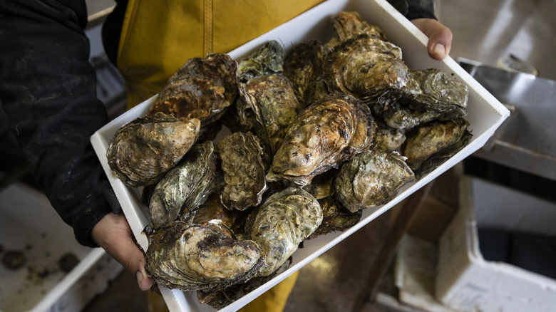 Hands holding a container of oysters