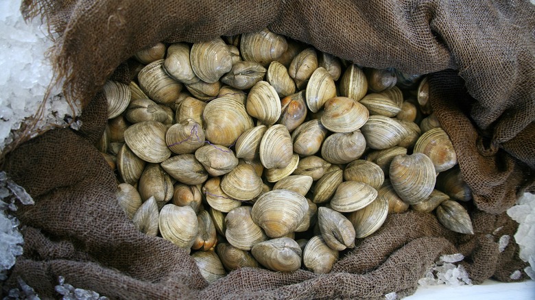 Fresh clams in a burlap bag