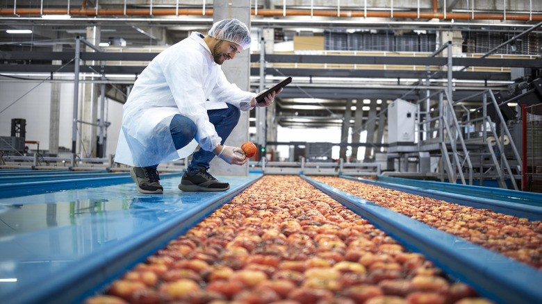 Fruit in a processing facility