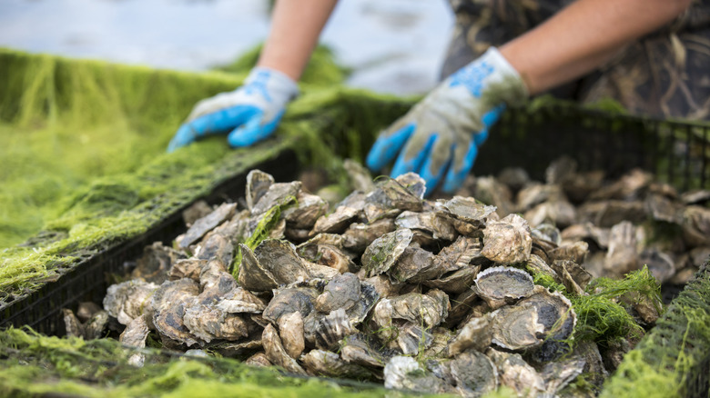 gloved hands digging through batch of farmed oysters