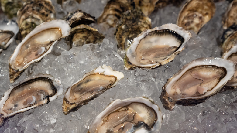 Shucked oysters sitting on bed of ice