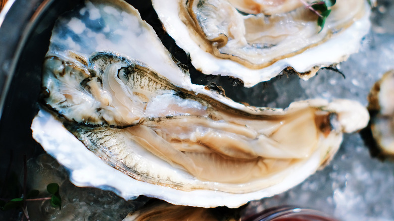 oysters on the half shell