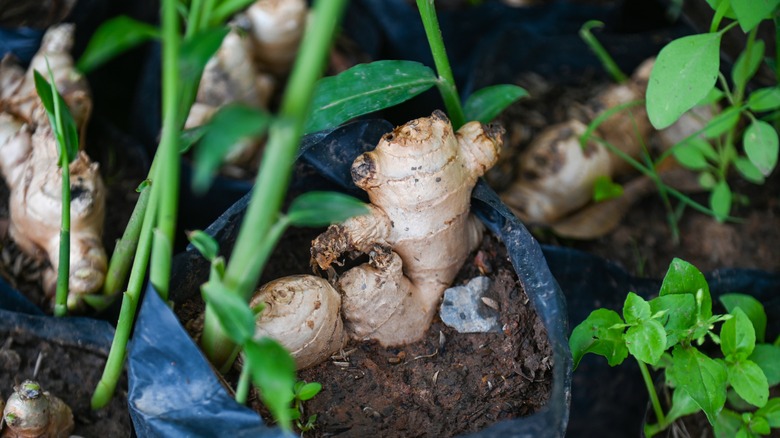 potted ginger root and stalks