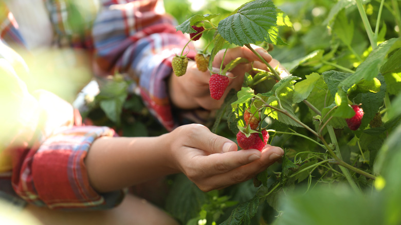 Person picking raspberries