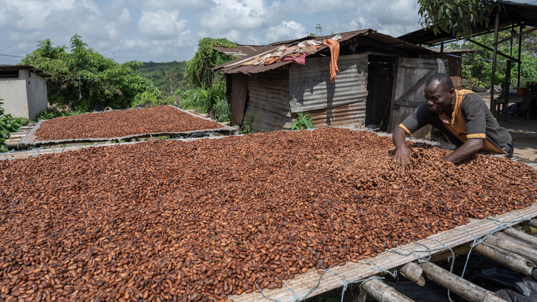 cocoa farm in Azaguié, Côte d'Ivoire