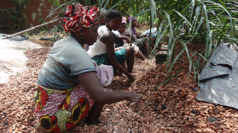 Ivorian women harvesting cocoa