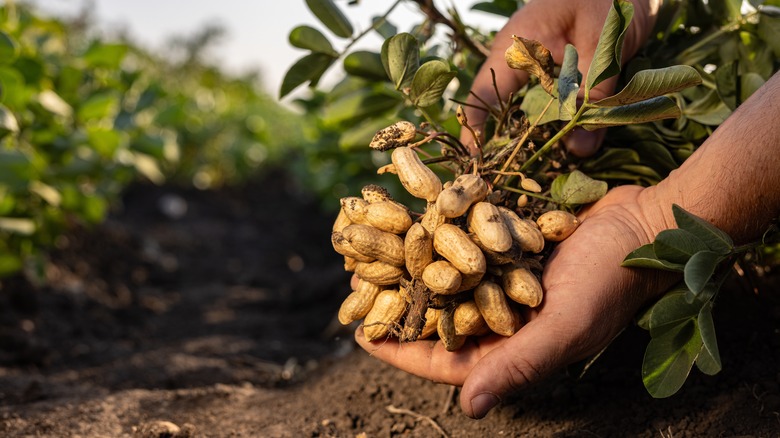 farmer displaying peanuts