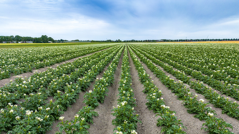 Potato crop field