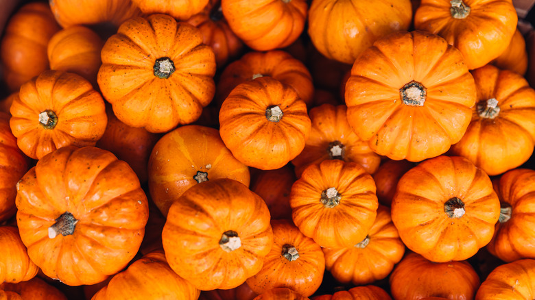 Pile of orange pumpkins