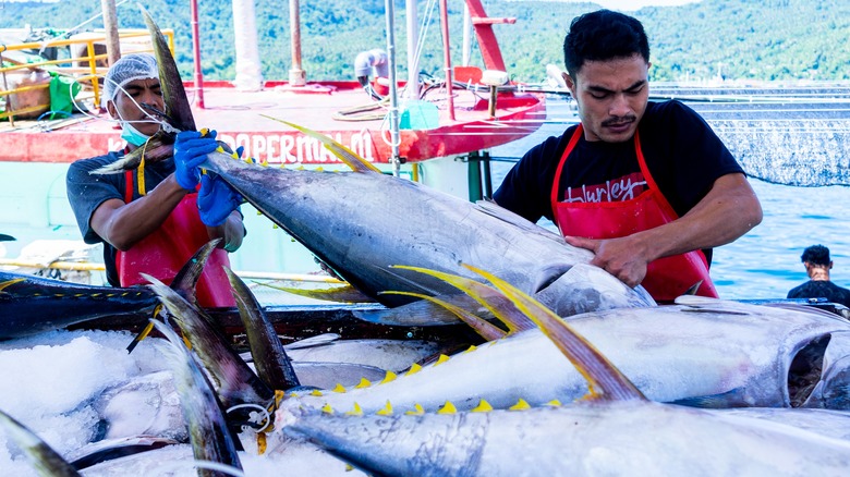 Workers moving tuna in Indonesia