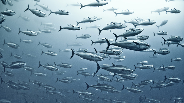 school of yellowfin tuna