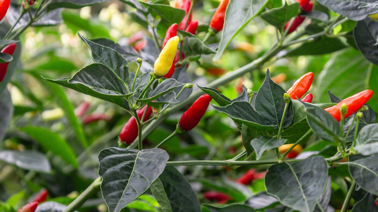 Tabasco peppers growing 