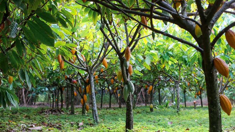 cacao tree beans