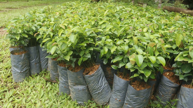 small cinnamon trees at nursery