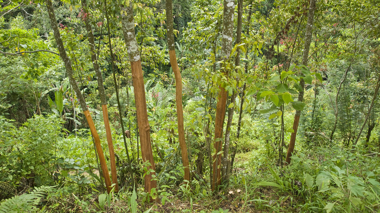 cinnamon trees stripped of bark