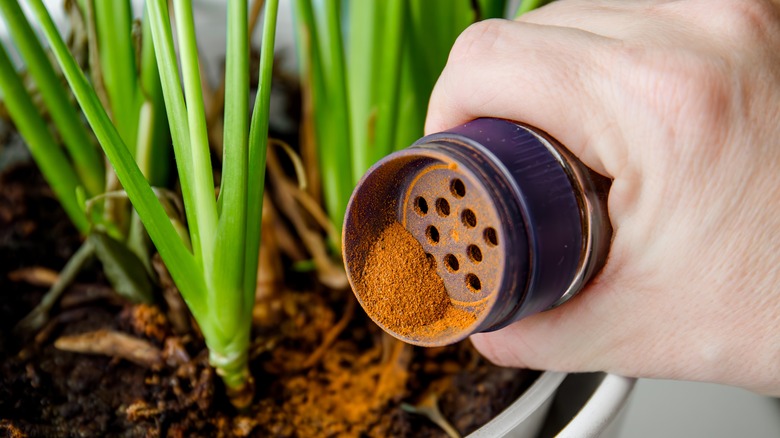 applying cinnamon to houseplant soil