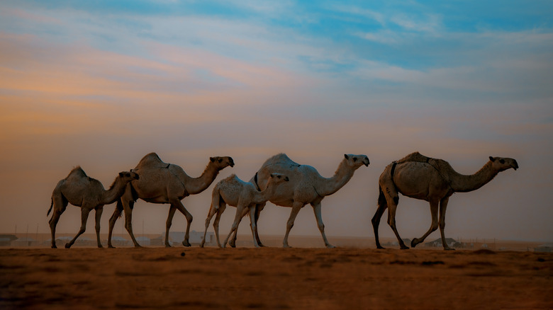 five camels against sunset backdrop