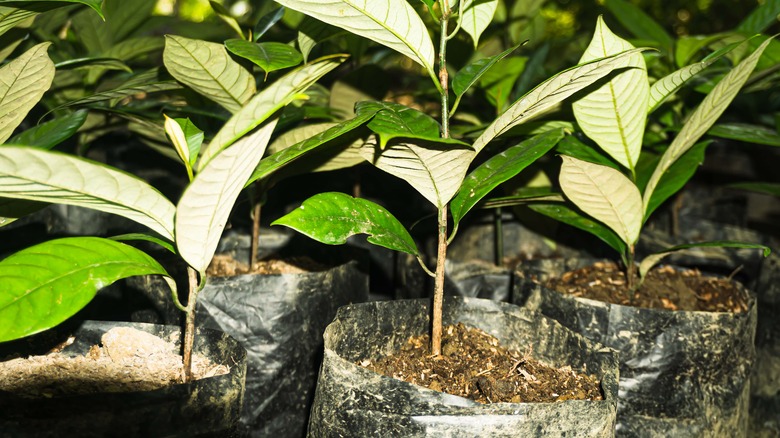 nutmeg plants in plastic pots