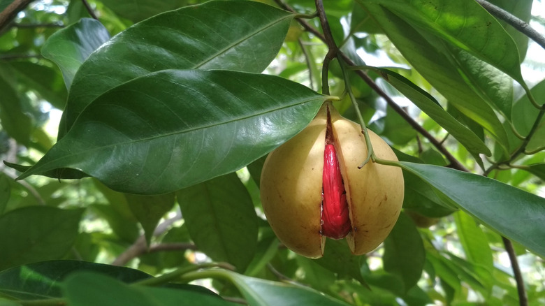 nutmeg fruit on nutmeg tree