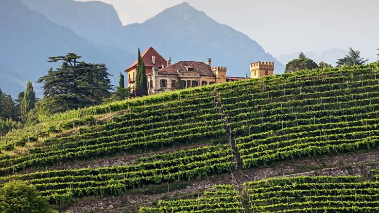 Italian wine estate on hill