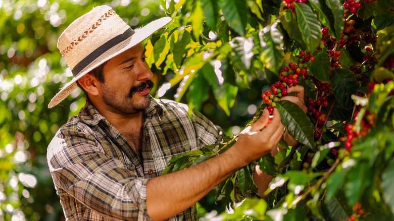 Man picking Arabica coffee cherries.