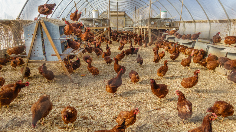Roaming cage-free chickens
