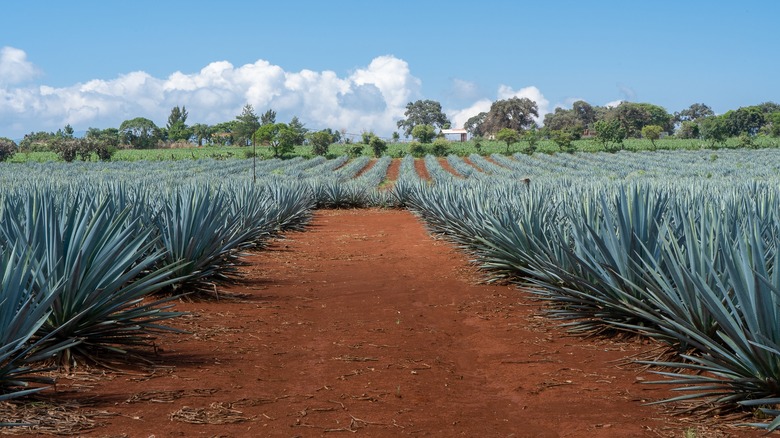 Rows of agave plants in a field