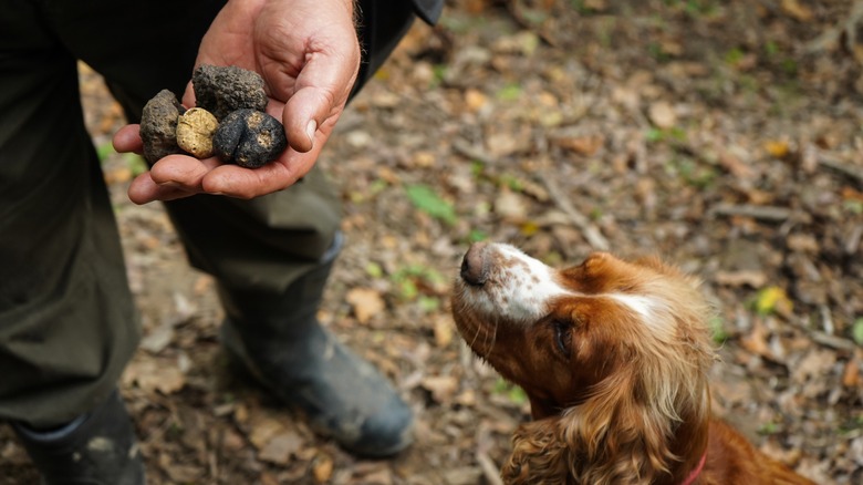 truffles found by dog