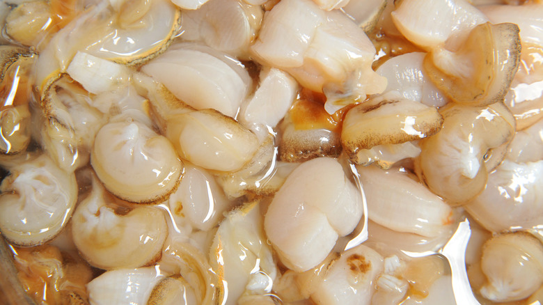 Raw scallops with side muscles