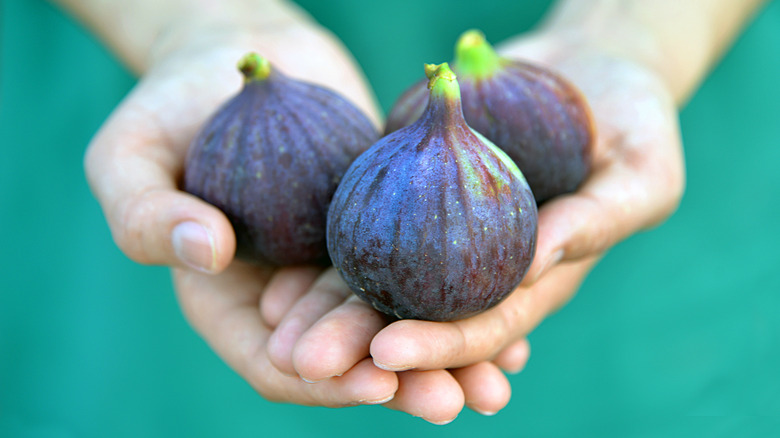 Hands hold three giant figs