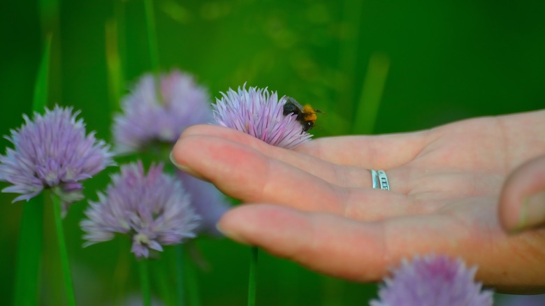 A hand touching blooming chive flowers