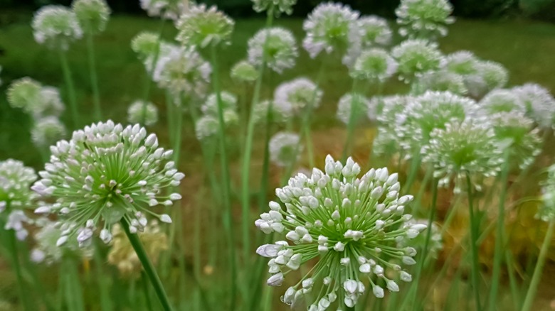 A close-up of blooming garlic chives