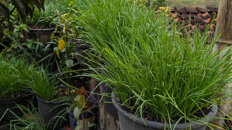 Buckets of garlic chives growing along a fence