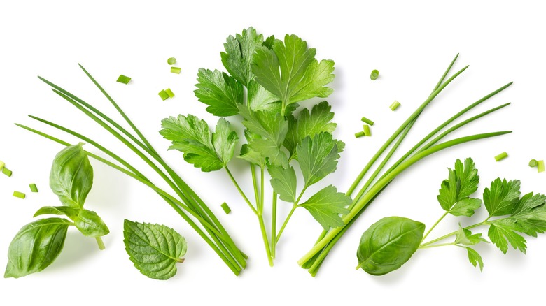 Fresh basil, chives, and parsley on a white background