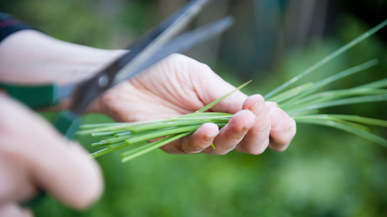 A hand harvesting chives with a pair of scissors