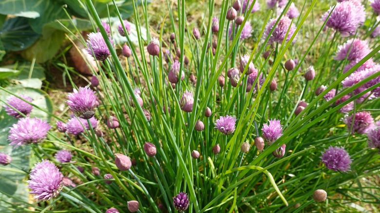 A chive bunch growing outward with purple flowers