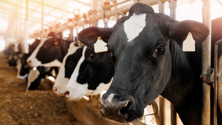 Cows in a row indoors on a farm