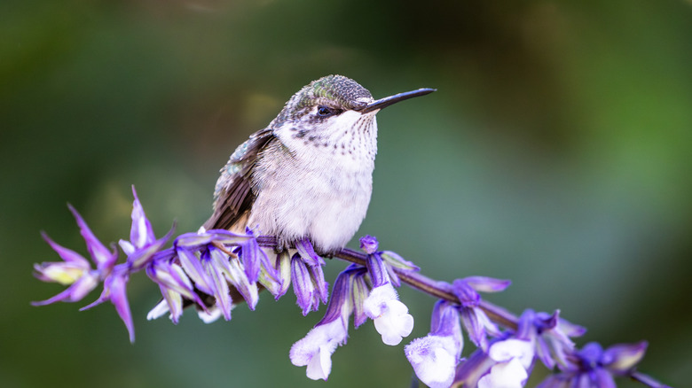 hummingbird sitting on spikes of sage flowers