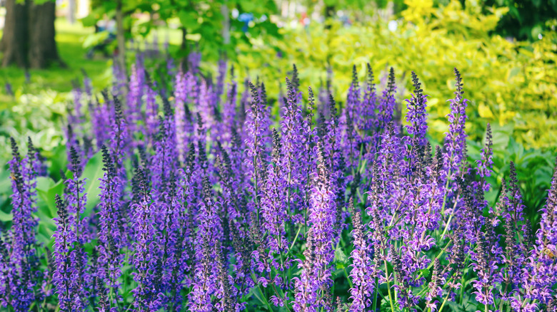 spikes of purple sage flowers against green background