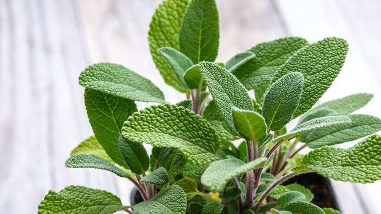 fresh green sage leaves close up