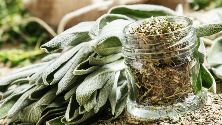 dried sage in jar next to fresh sage