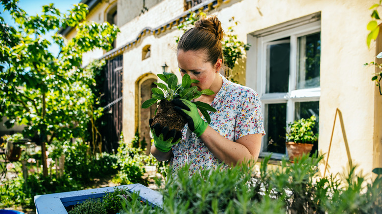 women smelling sage plant in yard