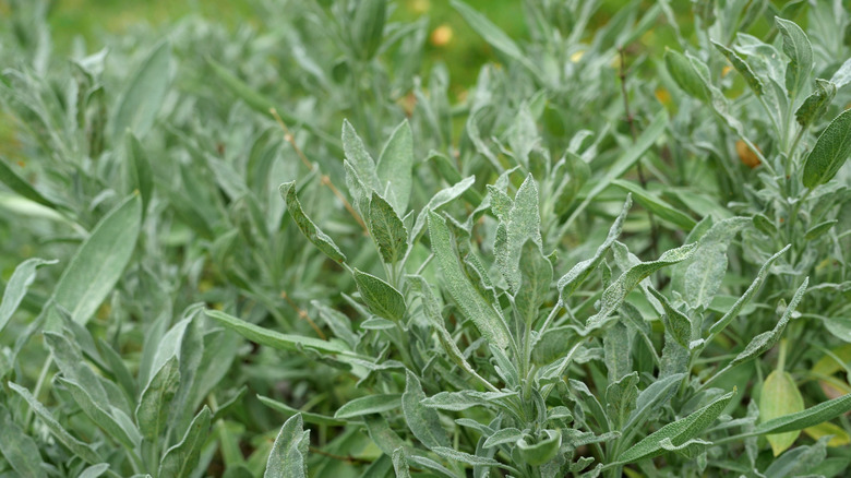 young sage plants growing in a field