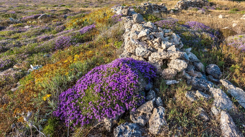 wild thyme growing on wall