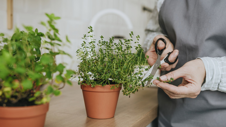 indoor pots of thyme