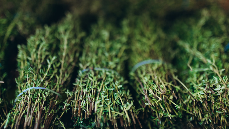 bundles of fresh thyme