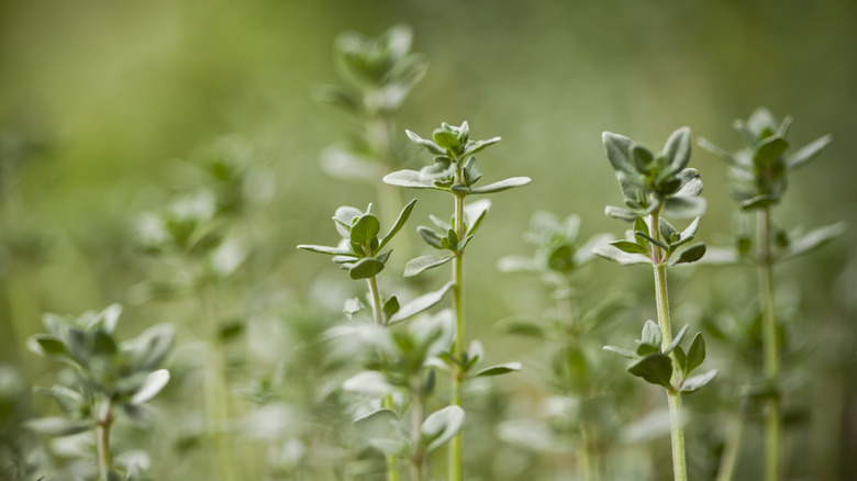 closeup of growing thyme