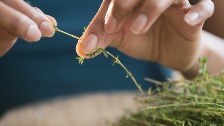 hands pulling leaves off thyme