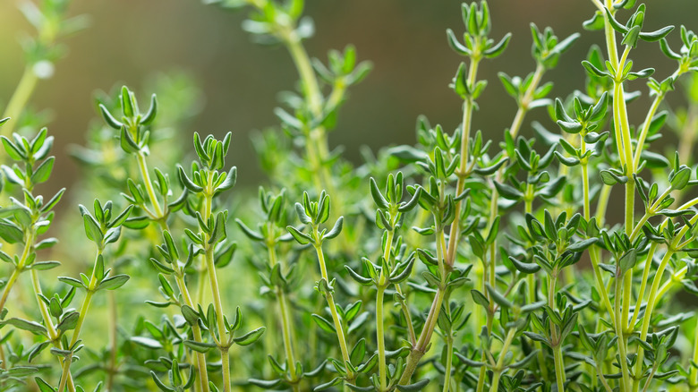 thyme sprigs growing on plant