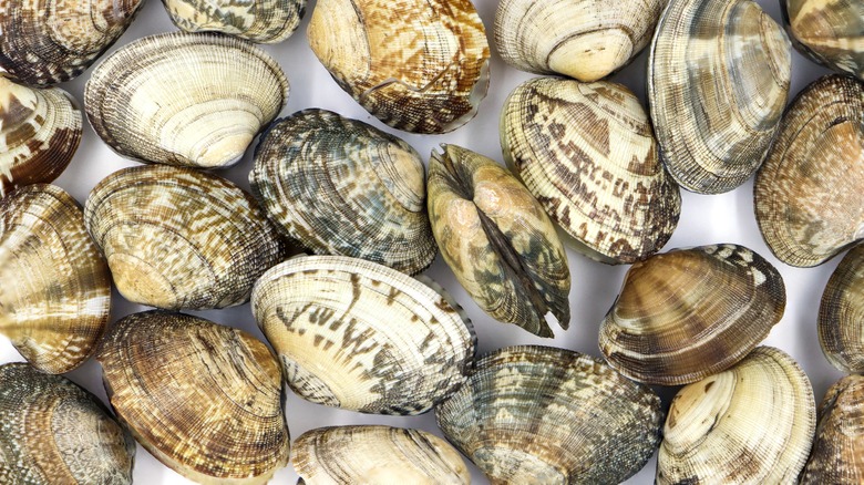 Clams on table